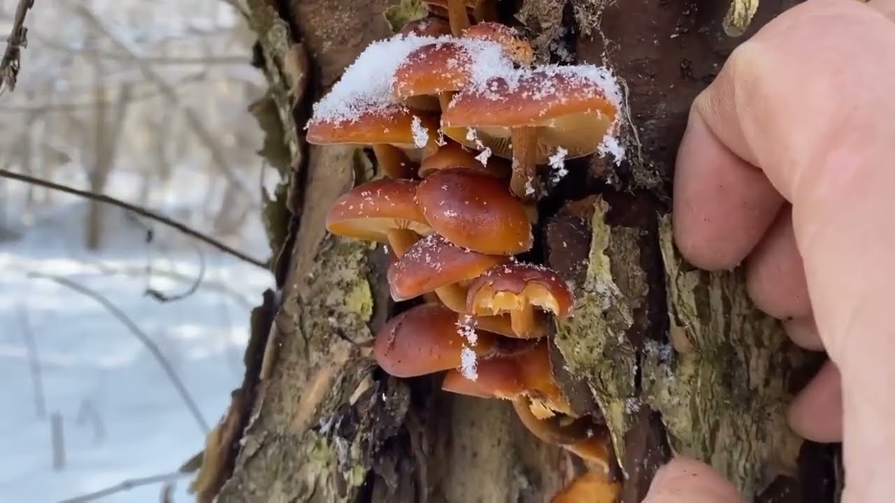 Мороз тріщить СНІГ під ногами рипить а в лісі гриби продовжують рости великими групами 