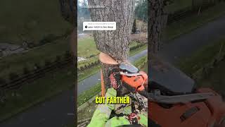 How To Cut Down A Tree