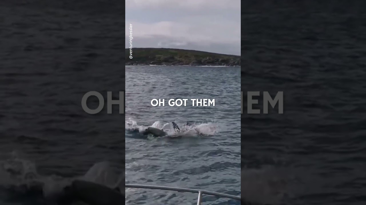 Hungry Great White Shark Eats Bird! 😲🦈