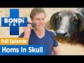 🐃 Buffalo Has Horns Growing Into Its Head! | FULL EPISODE | S07E14 | Bondi Vet