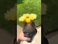 Fake cacti flowers