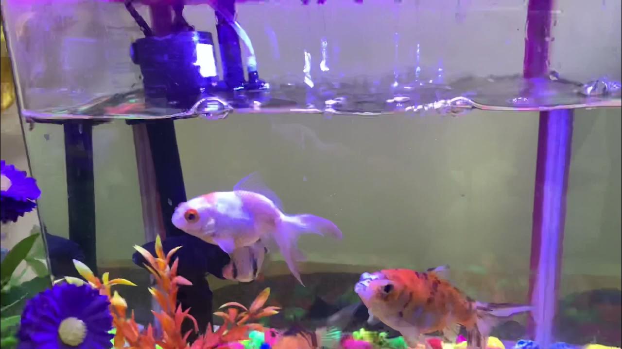 Beautiful fish 🐟 aquarium Riyadh saudiarabia YouTube