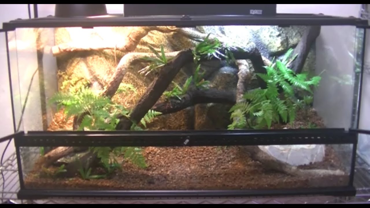 ニホントカゲ カナヘビ 飼育環境 レイアウト Youtube