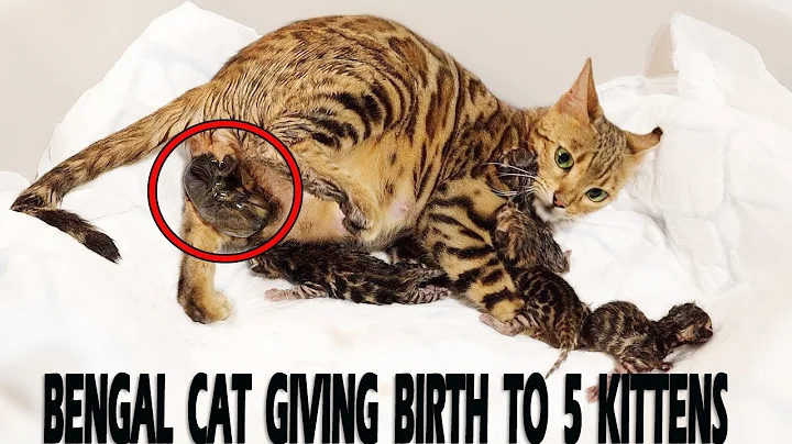 Video 3429091: bengal cat kitten, pregnant bengal cat