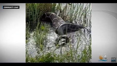 A Burmese Python Is On The Loose In Doral