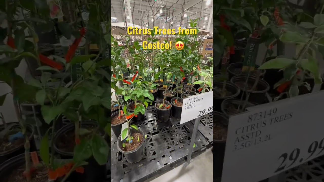 Citrus Tree From Costco!😍(as of 2/19/23)