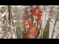 Камбрии орхидеи в Глобусе