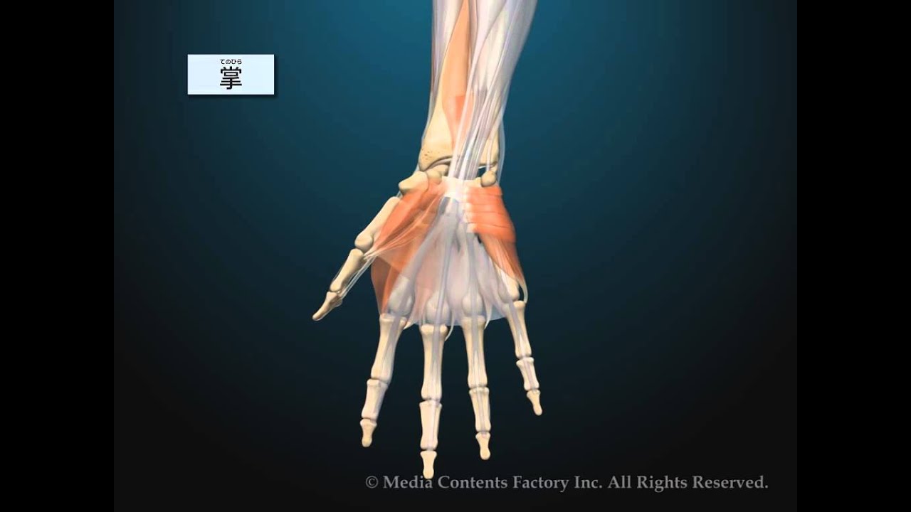 手の骨と筋肉の動き Youtube