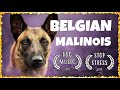 DOG MUSIC: Music for Belgian Malinois ~ Soothing Music For Dogs [TESTED]