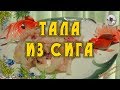 Тала из сига. Вкусная речная рыба рецепт от Petr de Cril’on