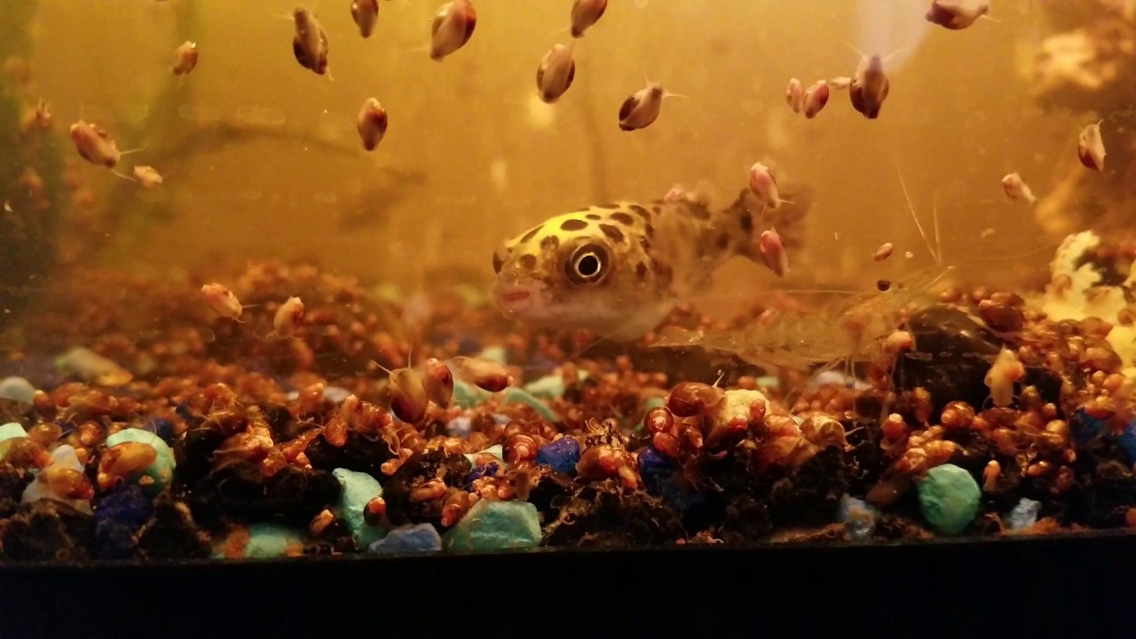 Puffer fish eating tank snails YouTube