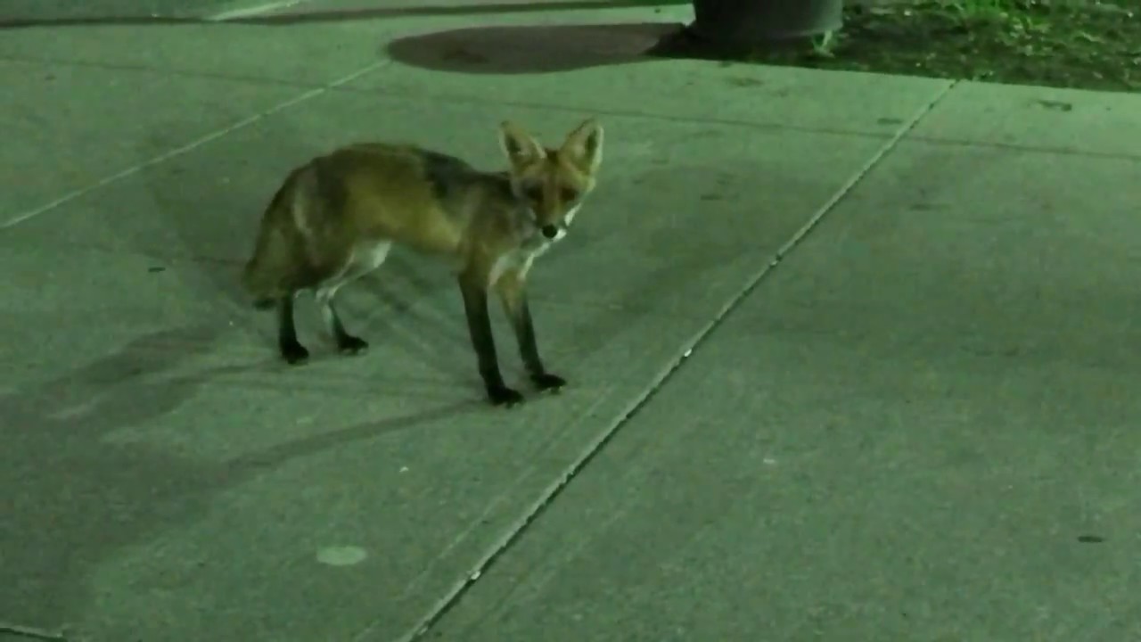 find the rabbit and fox population as a function of time find the rabbit and fox population as a function of time