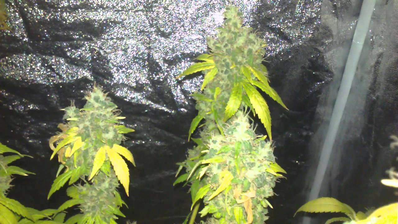 BlooTooth (SickMeds Seeds) Finish