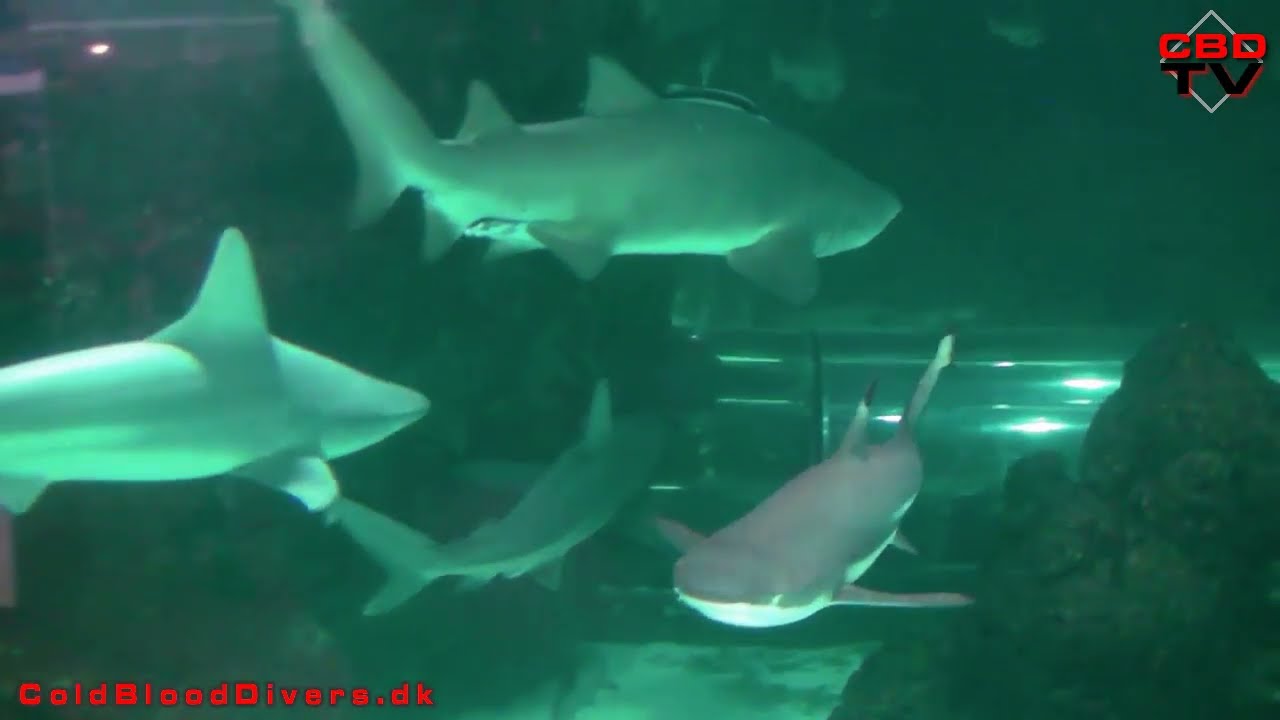 Swimming with small sharks - Cold Blood Divers diving the Kattegatcentret in Grenaa