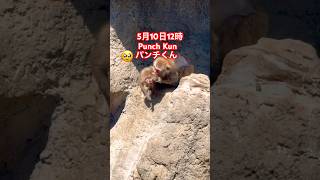ベビーパンくん激しい戦い！友だちの元へ逃げ込んだ決定的瞬間｜今日のサル山ドラマ