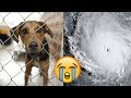 URGENT: Hurricane Florence Threatens People and Pets With Catastrophic Flooding