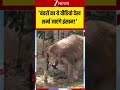 Viral Video: 'बंदरों का ये वीडियो देख शर्मा जाएंगे इंसान!'