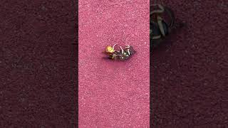 Strong ant #ants #wasp #yellowjackets #strong #stronganimals #animals #nature #bug