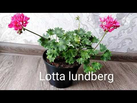 Video: Pelargonium Yang Terkenal. Pengenalan