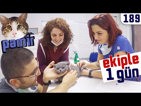 Video: 5 Sırları Veterinerin Muhtemelen Söylemeyecek