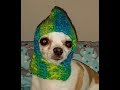 Crochet Chihuahua Hat Tutorial How To Crochet a Dog Hat