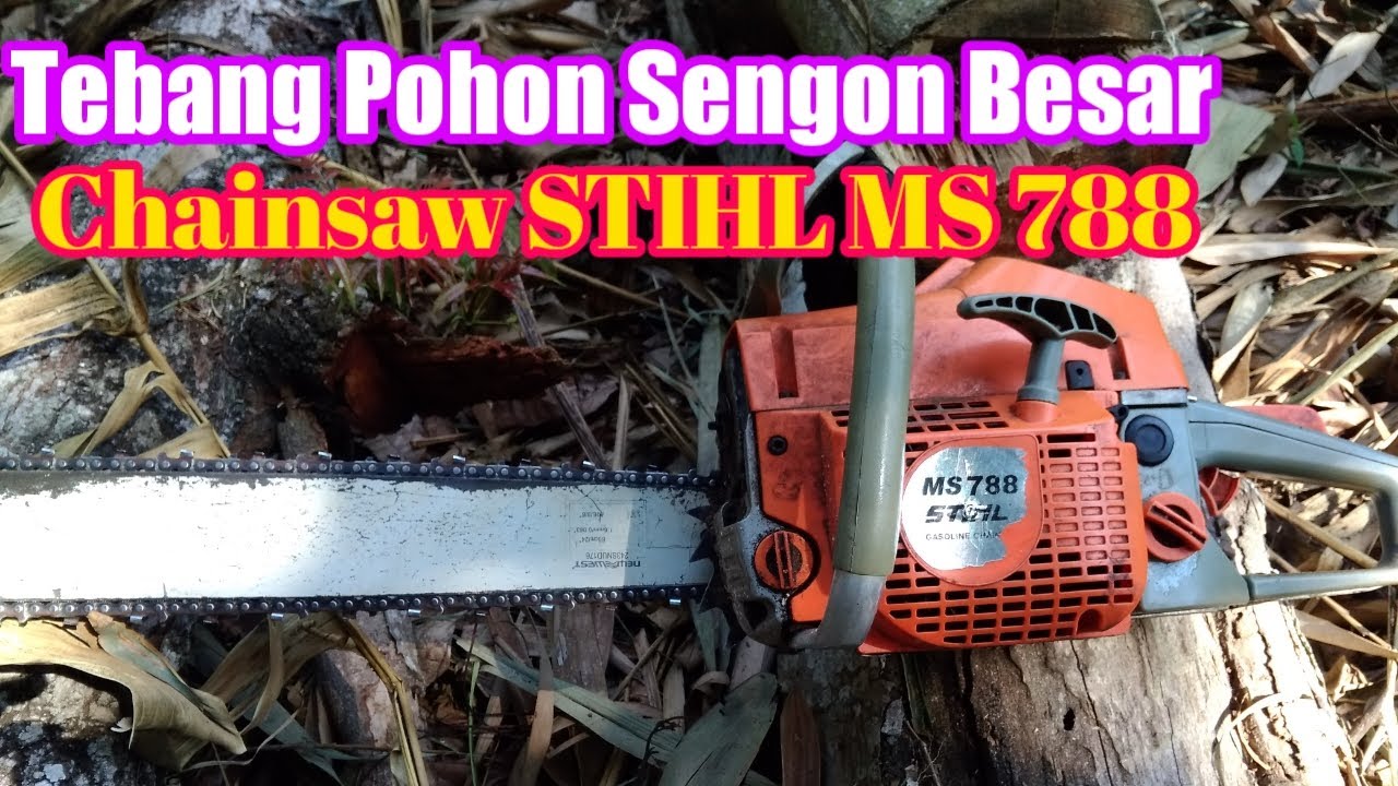 stihl-ms-788-tebang-kayu-sengon-besar-potong-sengon-katanya-sarang