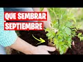 QUE SEMBRAR en SEPTIEMBRE (Calendario de Siembra) + TAREAS  La Huerta de Ivan 🌱