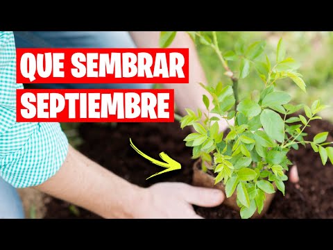 Vídeo: Comí: Tingueu Temps De Sembrar Al Setembre