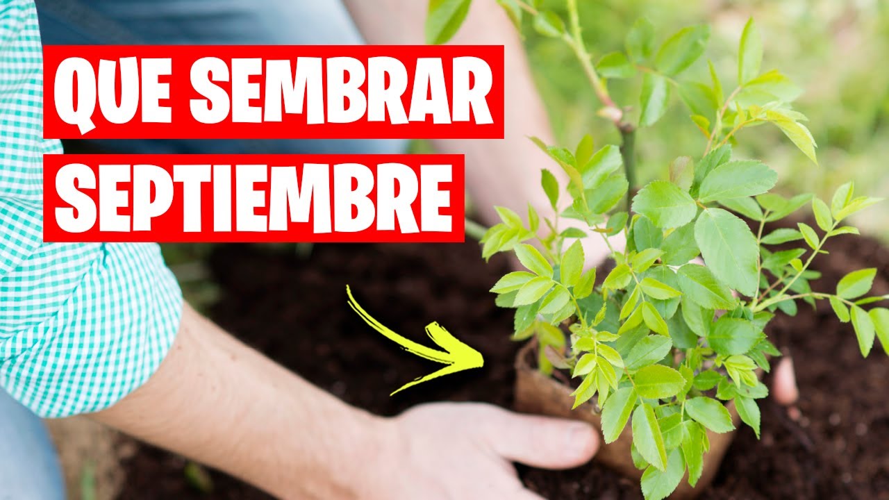 QUE SEMBRAR en SEPTIEMBRE (Calendario de Siembra) + TAREAS La Huerta de Ivan 🌱