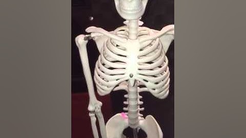 Axial Skeleton Video Lab - Week 3