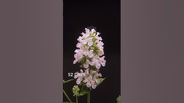 Boxlapse 💙 Full catnip seed to flower video up on our youtube channel, link in bio!  🐈 #catnip #t