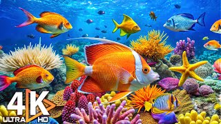 Download Lagu 4K Deep Sea Wonders - Zeeleven, zeedieren en rustgevende muziek voor de slaap #7 MP3 Download Lagu 4K Deep Sea Wonders - Zeeleven, zeedieren en rustgevende muziek voor de slaap #7 MP3