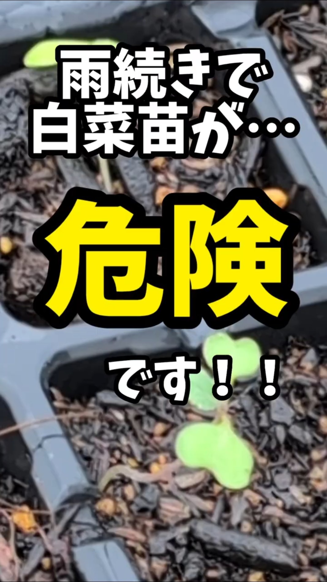 家庭菜園】雨続きで白菜苗がピンチ！🌱緊急救出しました💦 - YouTube