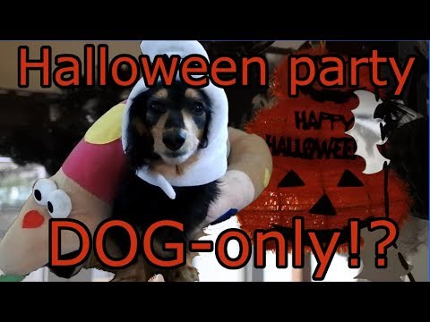 【もしも留守中に】犬だけでパーティーをしていたら