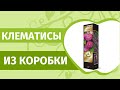 Клематисы из коробки. Наш опыт для начинающих и опытных садоводов. Открываем посылку с  клематисами.