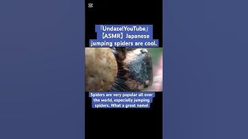 【ASMR】Japanese jumping spiders are cool. #love #クワガタ #spiderman #mukbang #クモ #bug #jumping #ytshorts