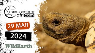 WildEarth  Sights and Sounds of Africam   29 March 2024