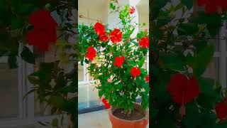 Hibiscus Plant Care