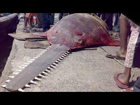 Die 11 gefährlichsten Fische der Welt