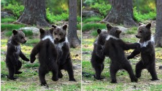 Dancing Baby Bears Captured In A Shot By A Teacher