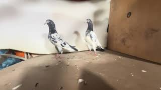 Sharan Alam Teddy Kabutar Pure Bloodline