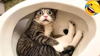 Funny animals | Funny cats and dogs | Best Funny animal videos 2023 #4