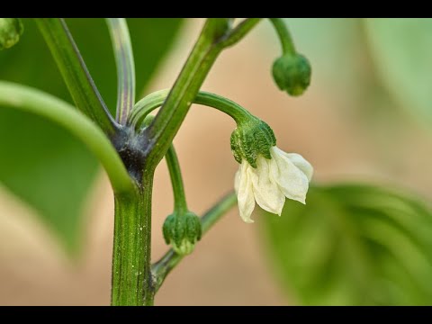 Видео: Перец опадает: почему перец опадает с растения