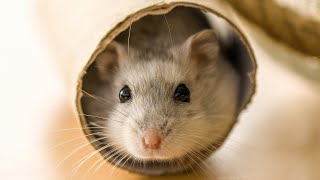 Funny & Cute Hamsters Videos Compilation Part 2.