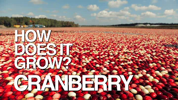 CRANBERRY | How Does It Grow?