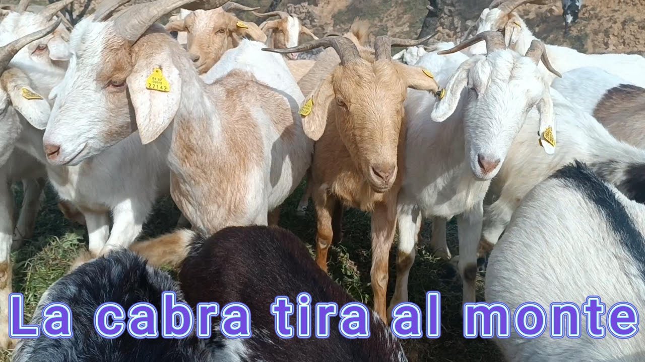 La cabra tira al monte - YouTube