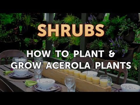 Come Plant & Grow Acerola Piante