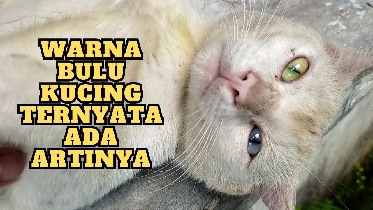 Bisa Membuat Kaya? 8 Arti Warna Bulu Kucing Yang Wajib Diketahui