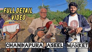 Chandapura Aseel Market Latest Updates Full Detail Video