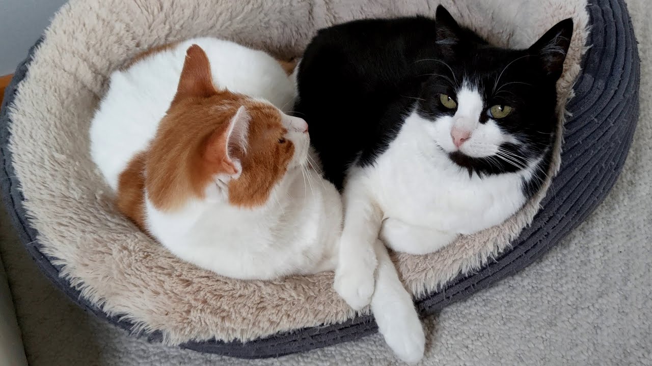 Cute Snuggly Cats YouTube